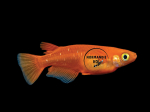 Oryzias latipes - Medaka Orange Foncé