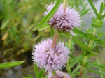 Preslia cervina