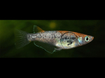 Oryzias latipes - Medaka Lame Sanke