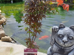 Acer palmatum ‘Skeeter’s Broom’
