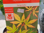 Acer palmatum 'Sango kaku'
