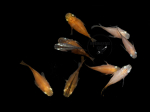 Oryzias latipes - Medaka Mix Daruma
