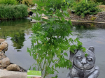 Acer palmatum 'Going Green'®