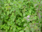 Mentha aquatica