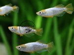 Oryzias latipes - Medaka Tomoki