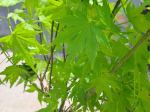 Acer palmatum 'Orange Dream'