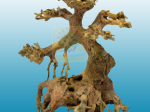 Bonsai Drift Wood