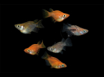Oryzias latipes - Medaka Mix Daruma