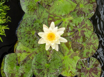 Nenuphar 'Marliacea Chormatella'