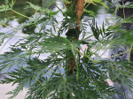 Acer palmatum 'Emerald Lace'