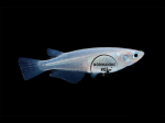 Oryzias latipes - Medaka Bleu
