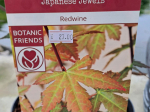 Acer palmatum 'Red Wine'