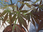 Acer palmatum 'Sumi-nagashi'