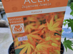 Acer palmatum 'Katsura'