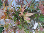 Acer palmatum 'Shaina'