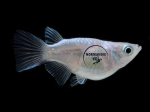 Oryzias latipes - Medaka Daruma HQ