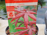 Acer palmatum 'Starfish'®