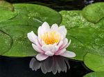 Nenuphar Venusta