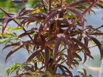 Acer palmatum 'Starfish'®