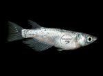 Oryzias latipes - Medaka Neptune Jaune Bleu