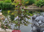 Acer palmatum 'Red Wine'