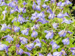 Mazus reptans ‘Blauw’