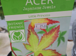 Acer palmatum 'Little Princess'
