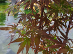 Acer palmatum ‘Skeeter’s Broom’