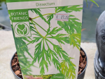 Acer palmatum 'Dissectum'
