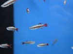 Tanichthys albonubes - Néon Chinois