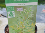Acer palmatum 'Butterfly'