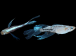 Oryzias latipes - Medaka Miyuki Longfin