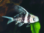 Myxocyprinus asiaticus - Empereur de Chine