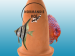 Superfish Cône de reproduction