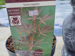Acer palmatum 'Sumi-nagashi'
