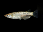 Oryzias latipes - Medaka Champagne