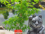 Acer palmatum 'Sango kaku'