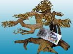 Bonsai Drift Wood