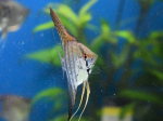 Pterophyllum scalare - Scalaire Zébré