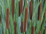 Typha angustifolia
