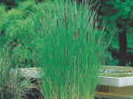 Typha angustifolia