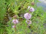 Preslia cervina