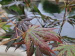 Acer palmatum 'Trompenburg'