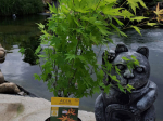 Acer palmatum 'Orange Dream'