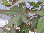 Acer palmatum 'Red Wine'