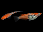Oryzias latipes - Medaka Kohaku