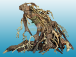 Bonsai Root