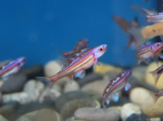 Notropis chrosomus - Cyprin arc-en-ciel