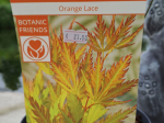 Acer palmatum 'Orange Lace'®