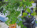 Acer palmatum 'Katsura'